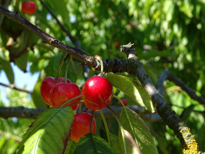 Un día inolvidable en Aspace Navarra recogiendo cerezas con un fin solidario